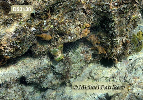 Atlantic Long-spined Sea Urchin (Diadema antillarum)